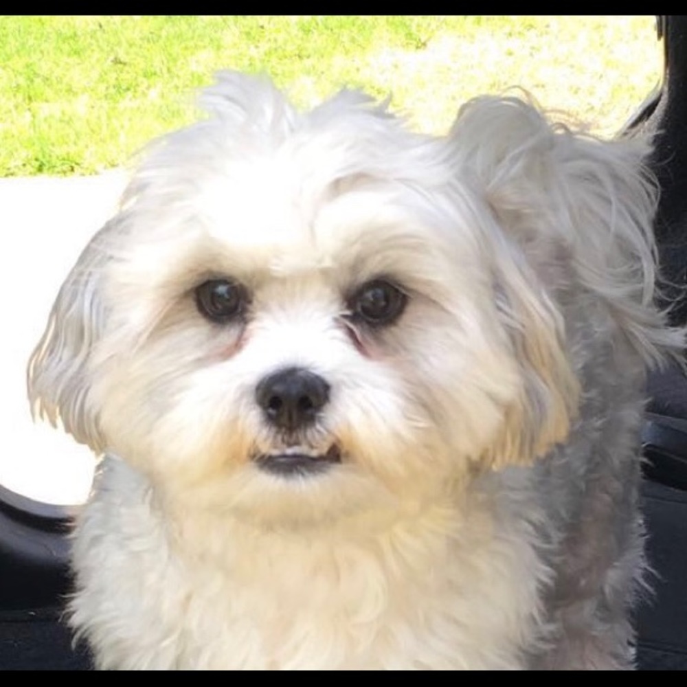 Meet your Posher, Missy